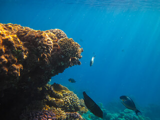 Beautiful corals on the bottom of a reef in the Red Sea
