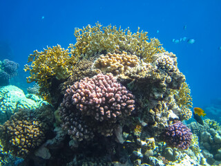 Beautiful corals on the bottom of a reef in the Red Sea
