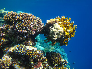 Beautiful corals on the bottom of a reef in the Red Sea