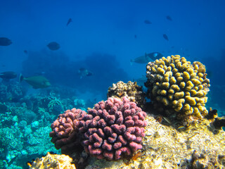 Beautiful corals on the bottom of a reef in the Red Sea