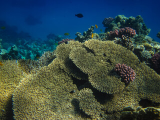 Beautiful corals on the bottom of a reef in the Red Sea