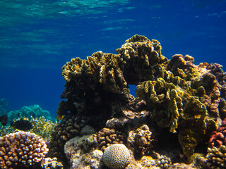 Beautiful corals on the bottom of a reef in the Red Sea