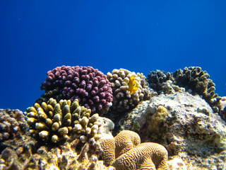 Beautiful corals on the bottom of a reef in the Red Sea