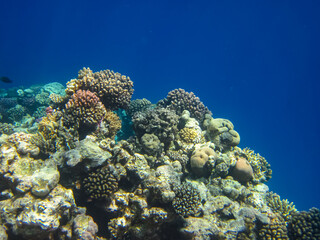 Fototapeta na wymiar Beautiful corals on the bottom of a reef in the Red Sea