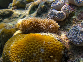 Beautiful corals on the bottom of a reef in the Red Sea