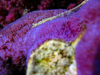Fototapeta premium Beautiful corals on the bottom of a reef in the Red Sea