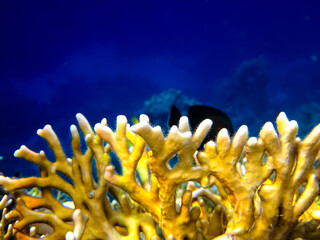 Beautiful corals on the bottom of a reef in the Red Sea