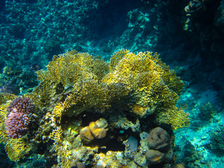 Naklejka na ściany i meble Beautiful corals on the bottom of a reef in the Red Sea