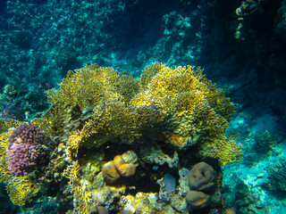 Beautiful corals on the bottom of a reef in the Red Sea