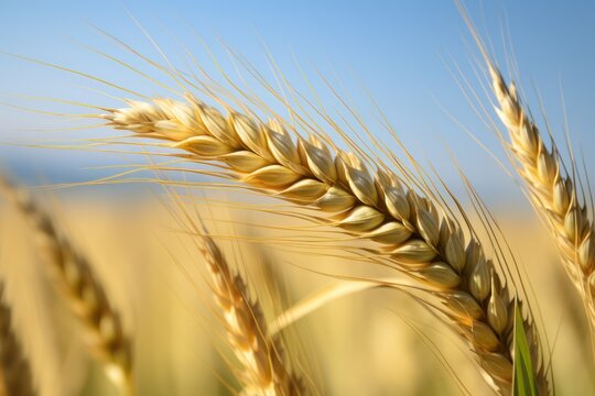 isolated yellow brewing barley