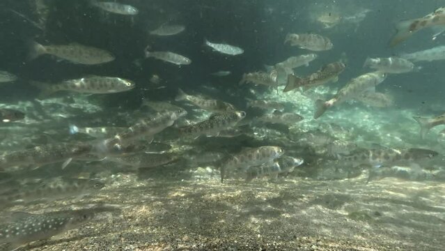 渓流魚