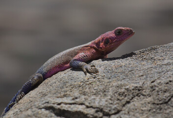 side view of mwanza flat headed rock agama lizard resting and looking alert on a rock in the wild...