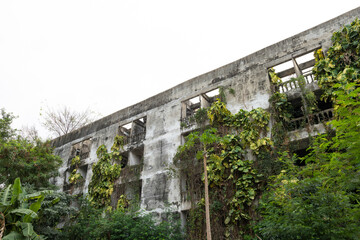 Fototapeta na wymiar Tree on abandoned building.