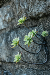 Aeonium succulent plant growing on a stone hedge