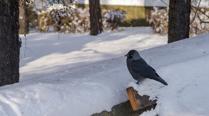 Czarna kawka (Corvus monedula) bystro patrząc inteligentnymi oczyma siedzi na oparciu ławki pokrytej białym puszystym śniegiem.