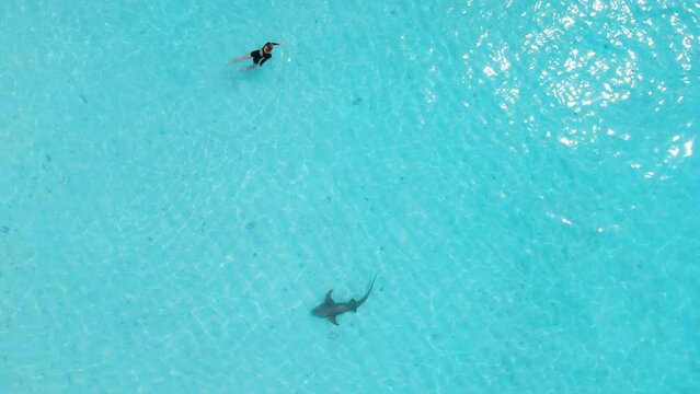 Woman swimming with stingray in Maldives. Sting ray fishes swimming in blue ocean, aerial view