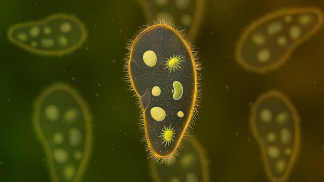 Paramecium protozoa 3d illustration. Euglena Viridis proteus