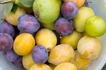 Ripe purple and plum are collected in a plastic bucket. Harvesting