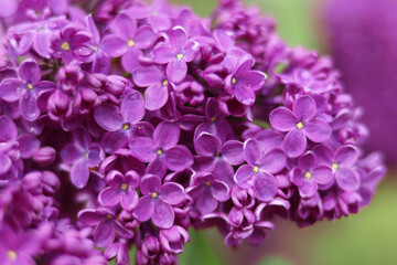 Blossoming purple lilac branch in spring garden. Branch of lilac flowers with green leaves. Floral natural background. Beautiful spring flowers. Purple lilac flowers on the bush. Summer time 