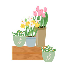 Early spring garden flowers in pots. Floral vector design elements for Happy women's day March 8, Valentine's Day, birthday. Blooming pink tulips isolated on white