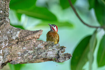 Spot-breasted woodpecker or flicker (Colaptes punctigula), species of bird in subfamily Picinae of...