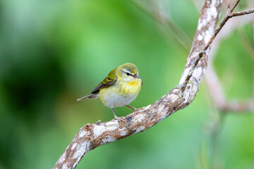 Tennessee warbler (Leiothlypis peregrina), New World warbler that breeds in eastern North America....