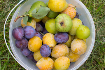 Ripe purple and plum are collected in a plastic bucket. Harvesting