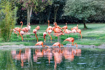 Fotobehang American flamingo (Phoenicopterus ruber), known as the Caribbean flamingo. Large species of flamingo. Reserva Natural Bioparque Wakata. Briceno municipality. Wildlife and birdwatching in Colombia © ArtushFoto