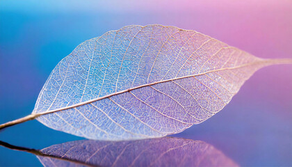 Transparent skeleton leaf with beautiful texture on a blue and pink background, close-up, macro