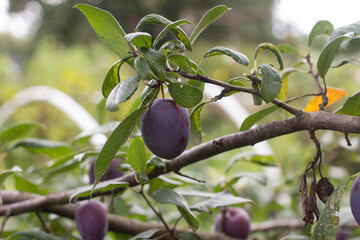 A ripe purple plum is hanging on a tree. Harvesting