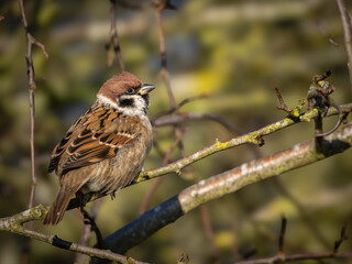 Eurasian Tree Sparrow Perched on a Branch
