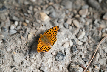 The Queen of Spain fritillary (Issoria lathonia), a butterfly of the family Nymphalidae