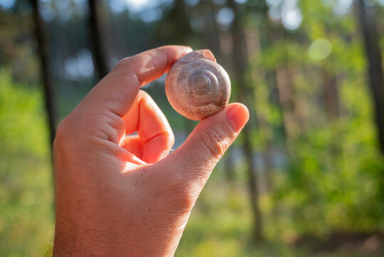 Hand holding a snail shell 