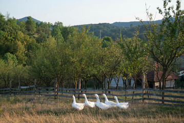 A flock of domestic geese walks in soft grass in the farm field