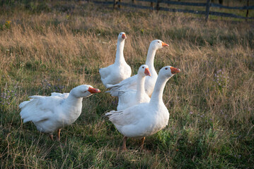 A flock of domestic geese walks in soft grass in the farm field