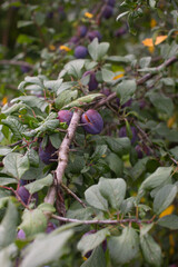 A ripe purple plum is hanging on a tree. Harvesting