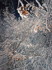 Winter night scene with a view to the snow covered trees branches after a snowstorm