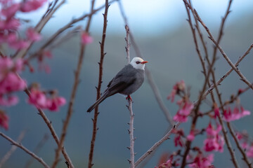 Pink Cherry Blosssom with white-headed bulbul bird