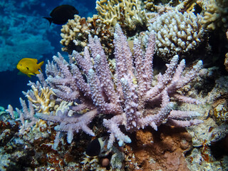 Beautiful fish in the coral reef of the Red Sea