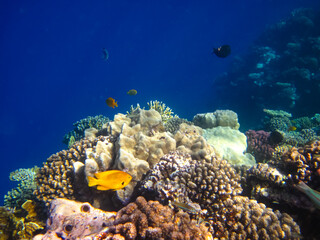 Obraz premium Beautiful fish in the coral reef of the Red Sea