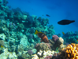 Beautiful fish in the coral reef of the Red Sea