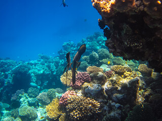 Beautiful fish in the coral reef of the Red Sea