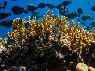 Beautiful fish in the coral reef of the Red Sea