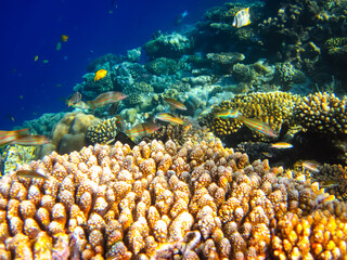 Beautiful fish in the coral reef of the Red Sea