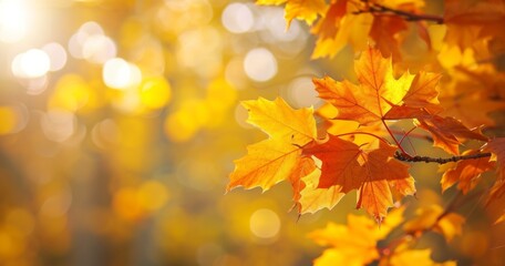 Naklejka na ściany i meble Autumn Maple Leaves in Radiant Sunlight