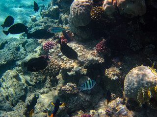 Beautiful fish in the coral reef of the Red Sea