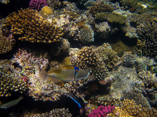 Beautiful fish in the coral reef of the Red Sea