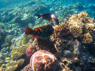 Beautiful fish in the coral reef of the Red Sea