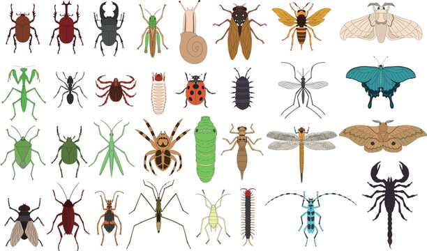 標本風カラー昆虫アイコンセット