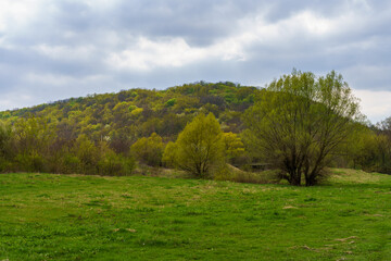 Green glade. Background with selective focus and copy space